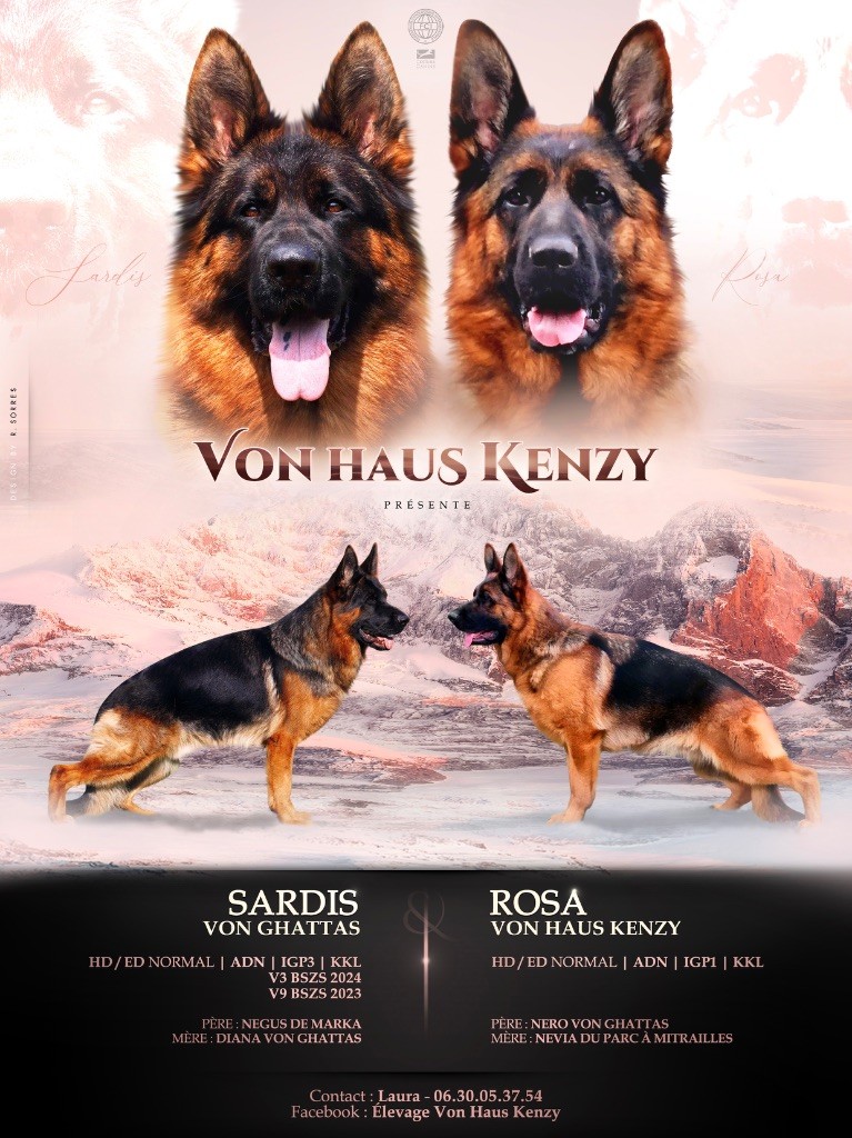 Von Haus Kenzy - Chiot disponible  - Berger Allemand