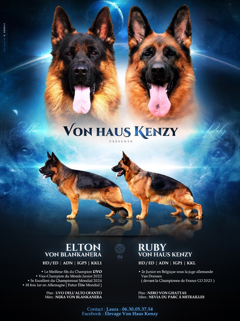 Von Haus Kenzy - Chiot disponible  - Berger Allemand