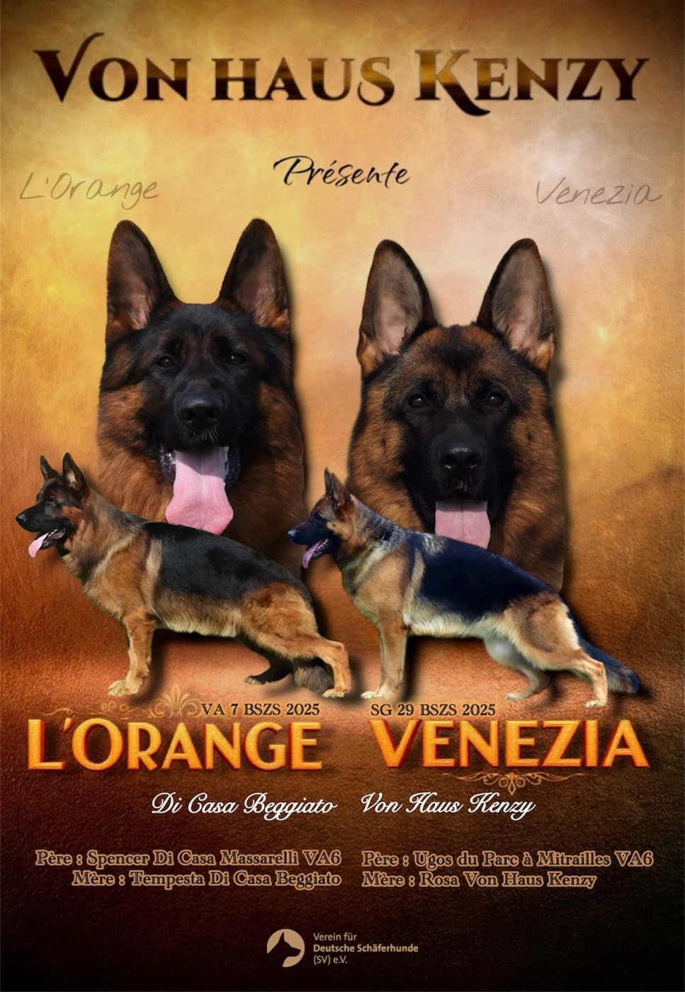 Von Haus Kenzy - Chiots disponibles - Berger Allemand