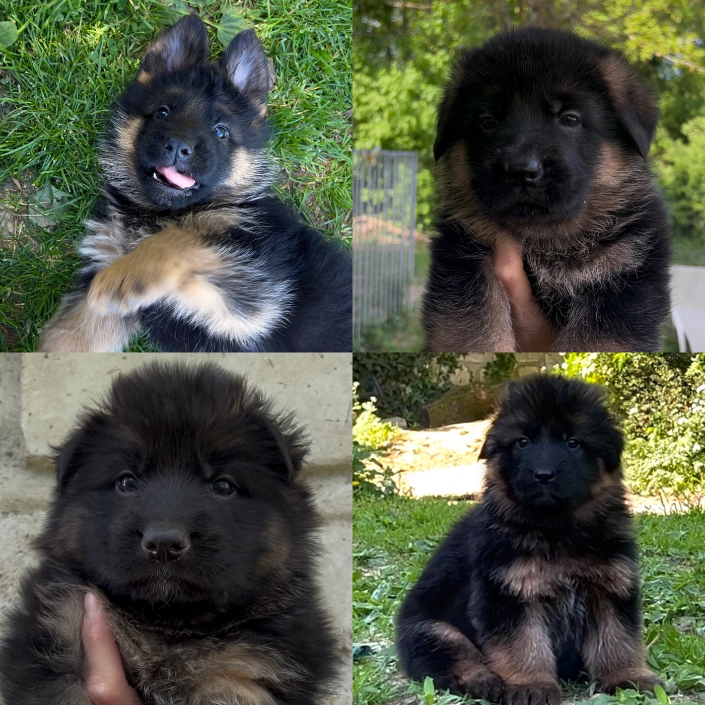 Von Haus Kenzy - Chiots disponibles - Berger Allemand