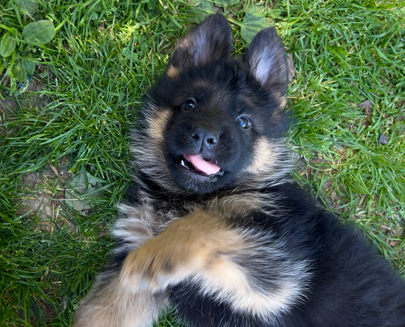 Von Haus Kenzy - Chiots disponibles - Berger Allemand