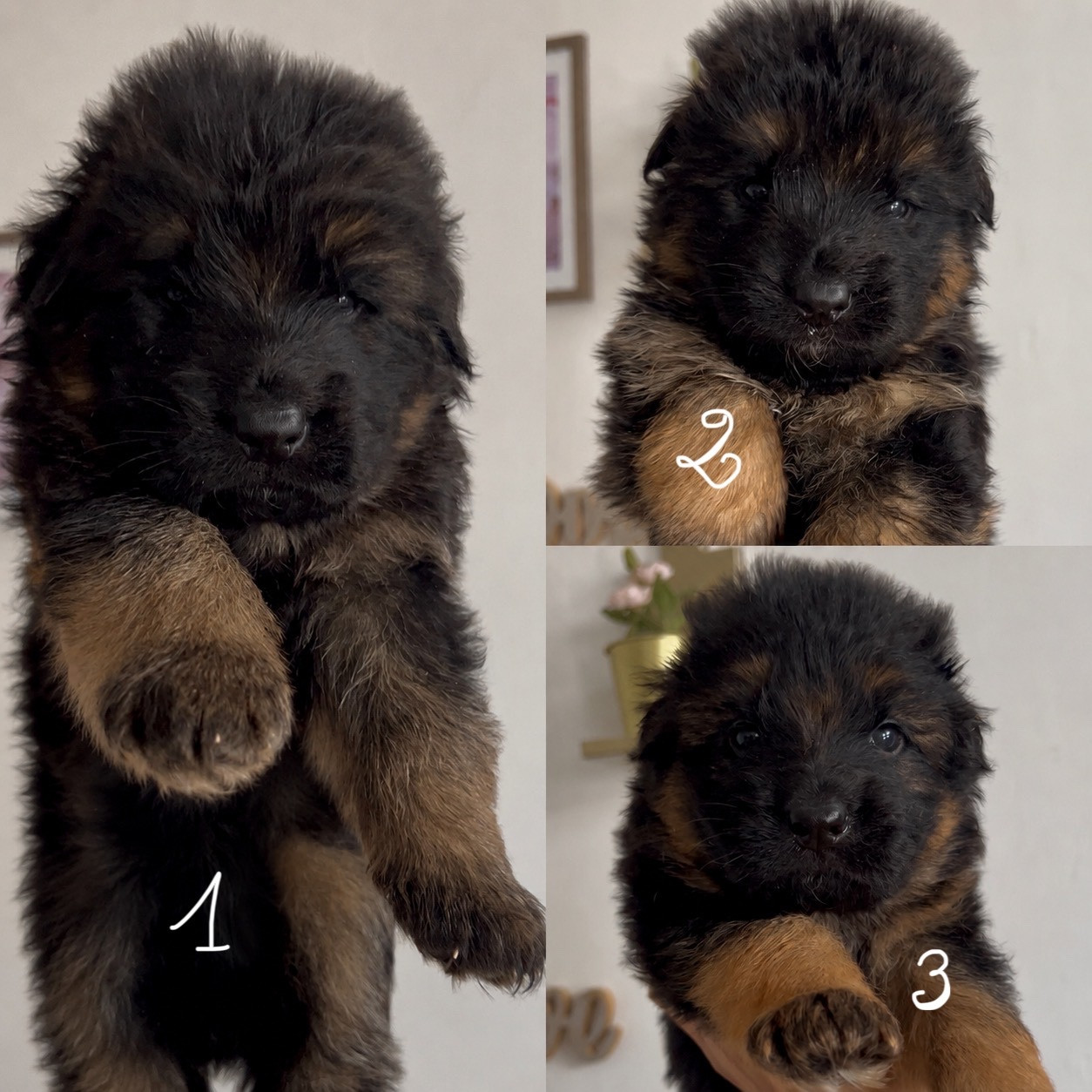 Von Haus Kenzy - Chiots disponibles - Berger Allemand