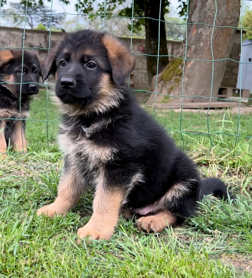 Von Haus Kenzy - Chiots disponibles - Berger Allemand