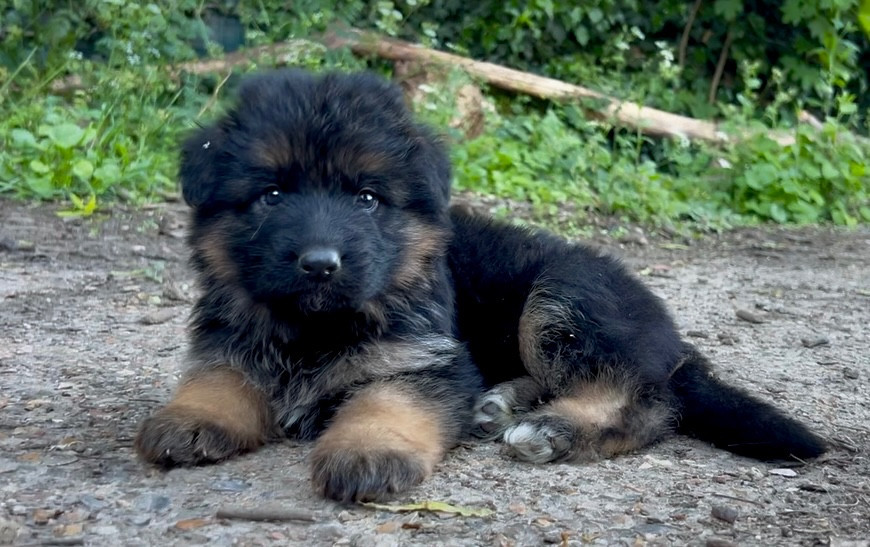 Von Haus Kenzy - Chiots disponibles - Berger Allemand