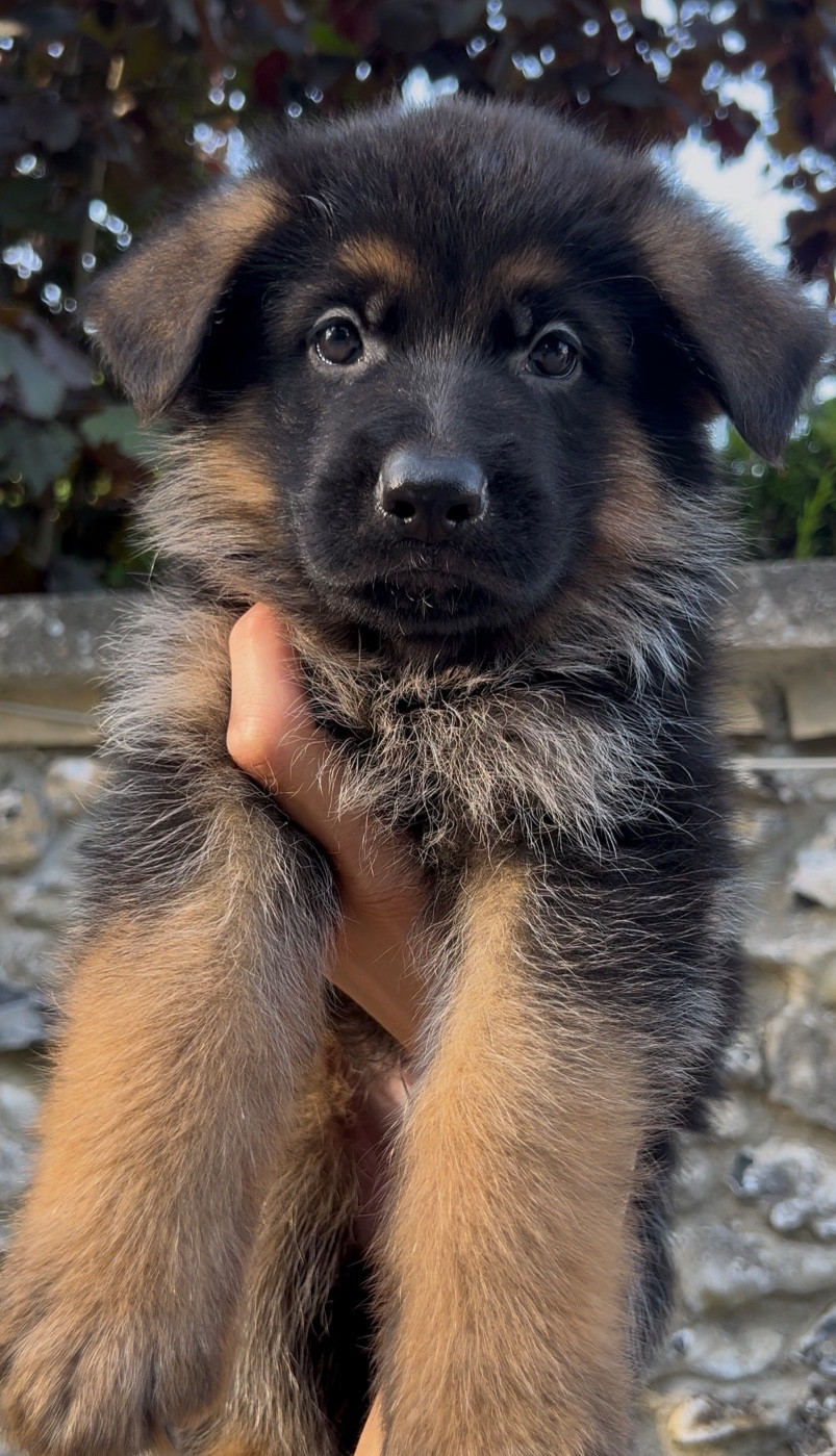 Von Haus Kenzy - Chiots disponibles - Berger Allemand