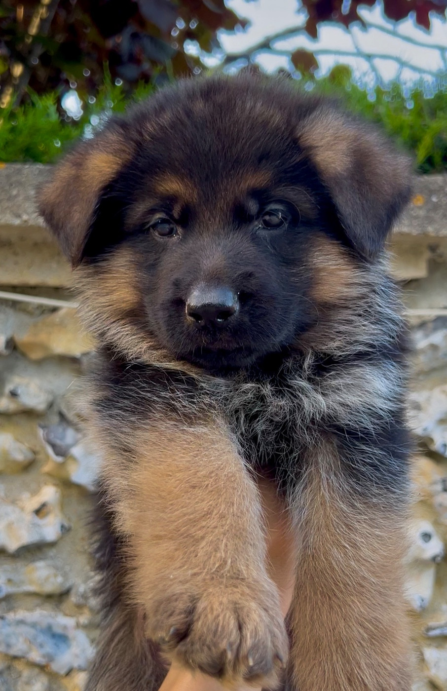 Von Haus Kenzy - Chiots disponibles - Berger Allemand