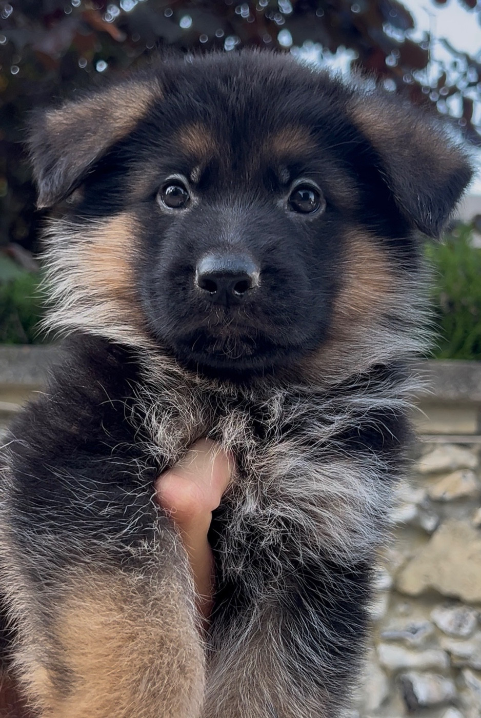 Von Haus Kenzy - Chiots disponibles - Berger Allemand