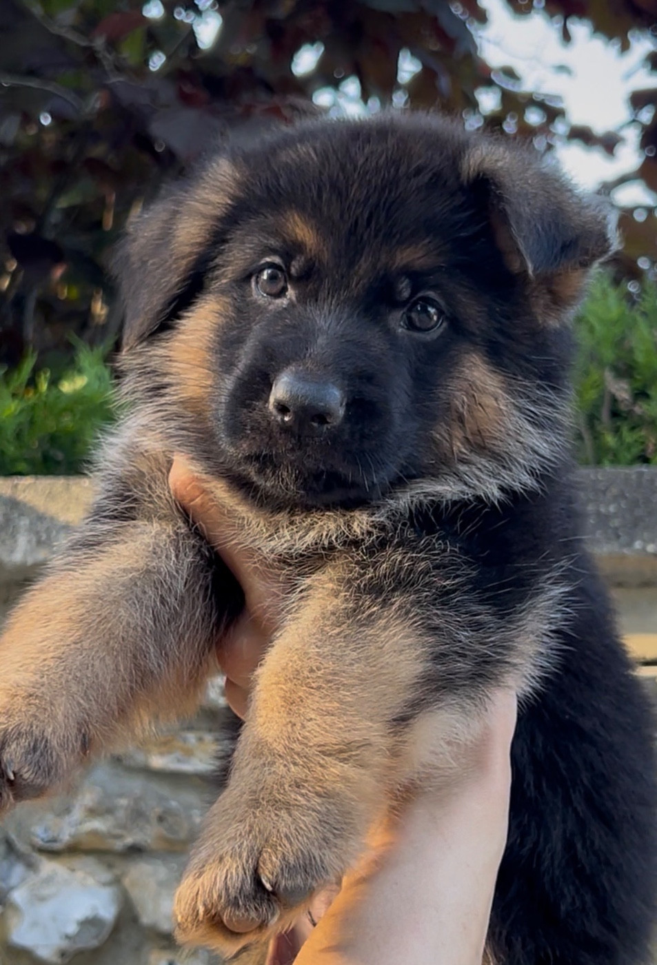 Von Haus Kenzy - Chiots disponibles - Berger Allemand