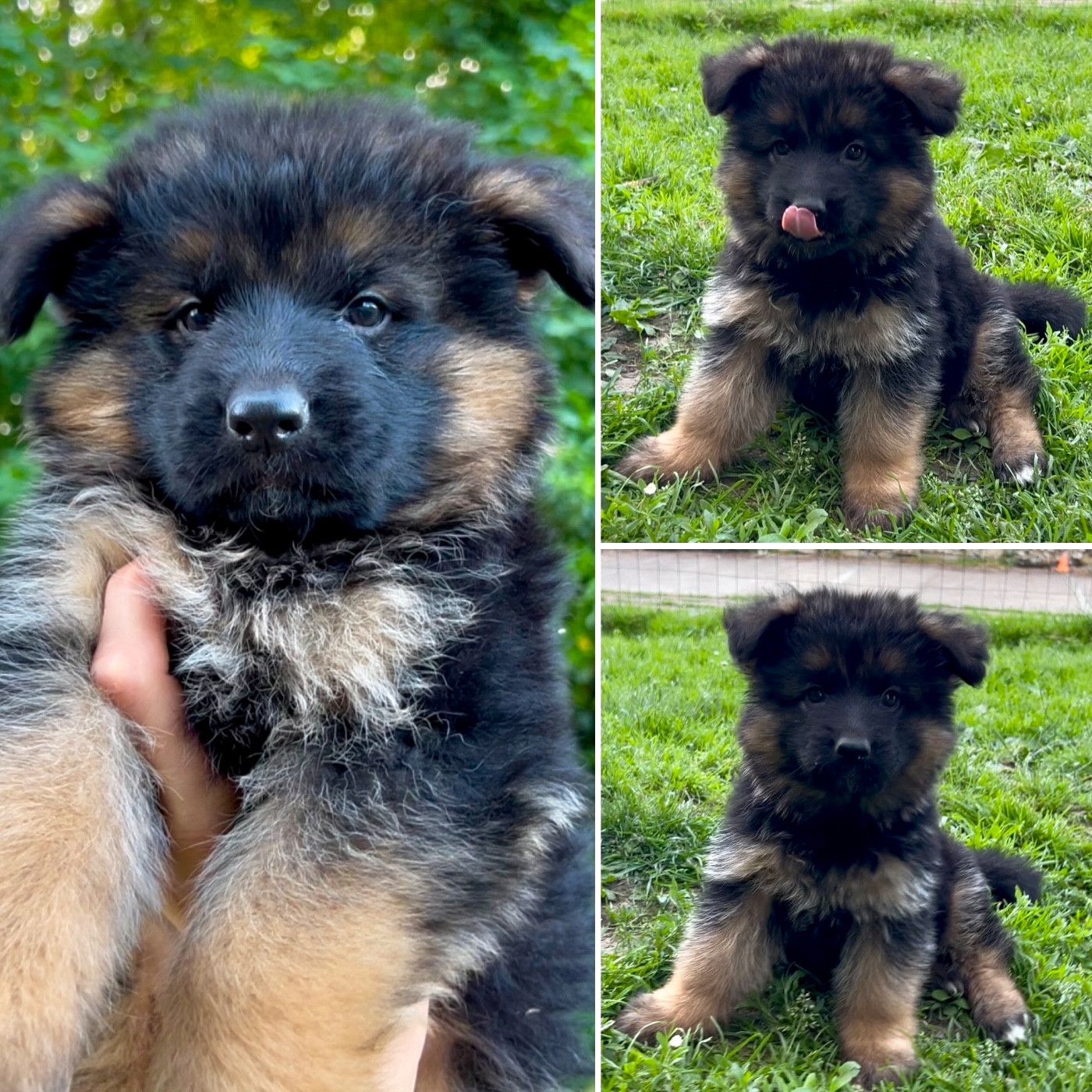 Von Haus Kenzy - Chiots disponibles - Berger Allemand
