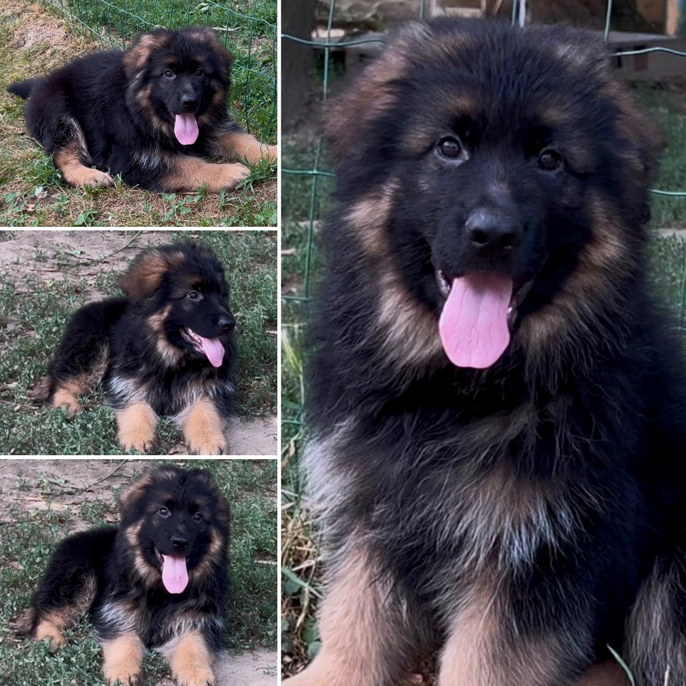 Von Haus Kenzy - Chiots disponibles - Berger Allemand