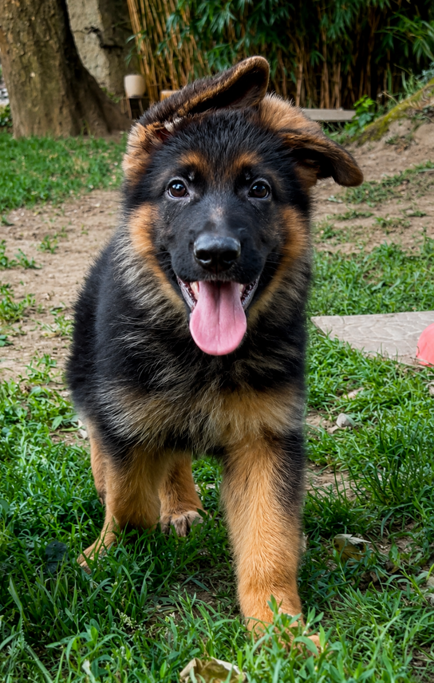 Von Haus Kenzy - Chiots disponibles - Berger Allemand
