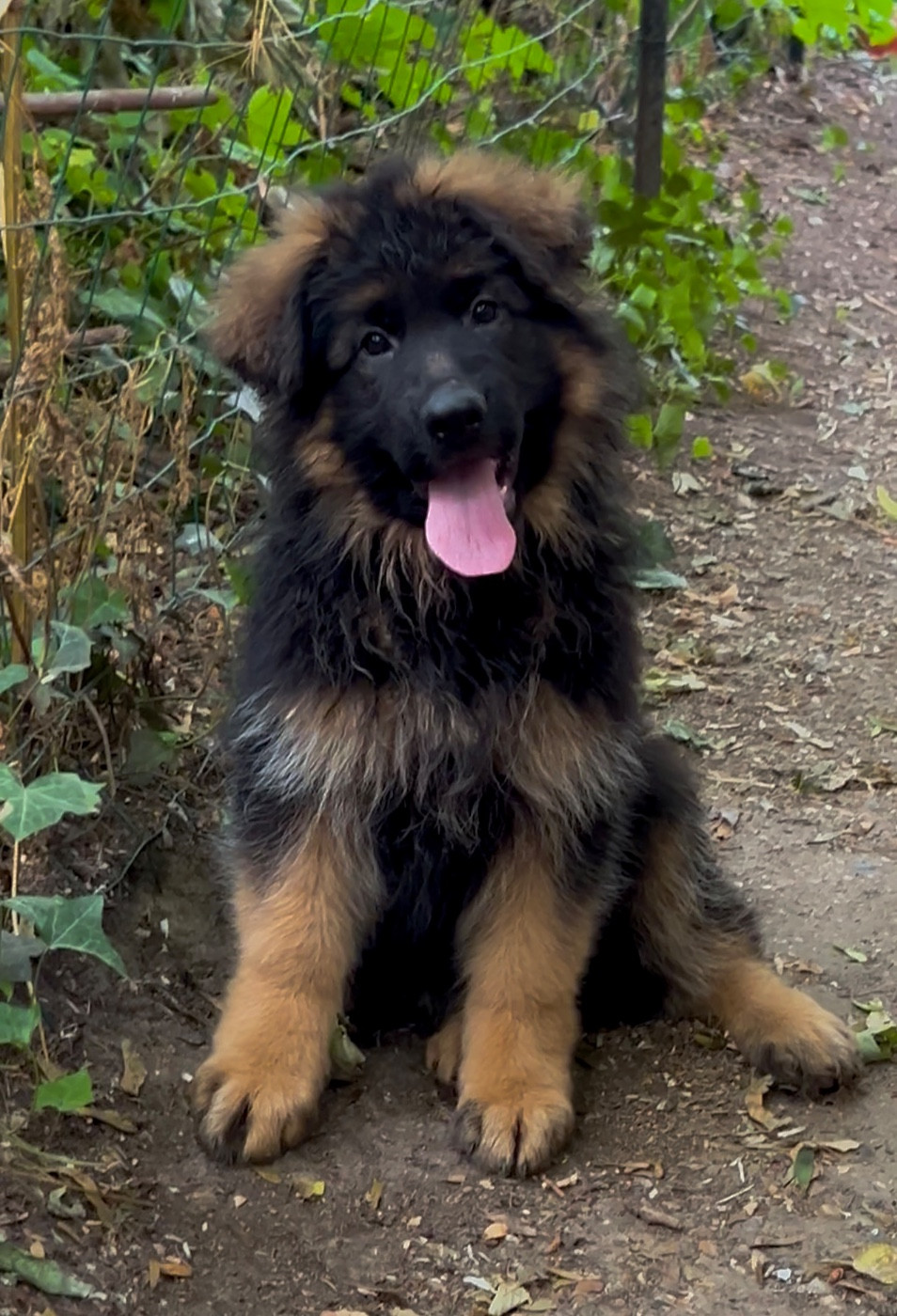 Von Haus Kenzy - Chiots disponibles - Berger Allemand