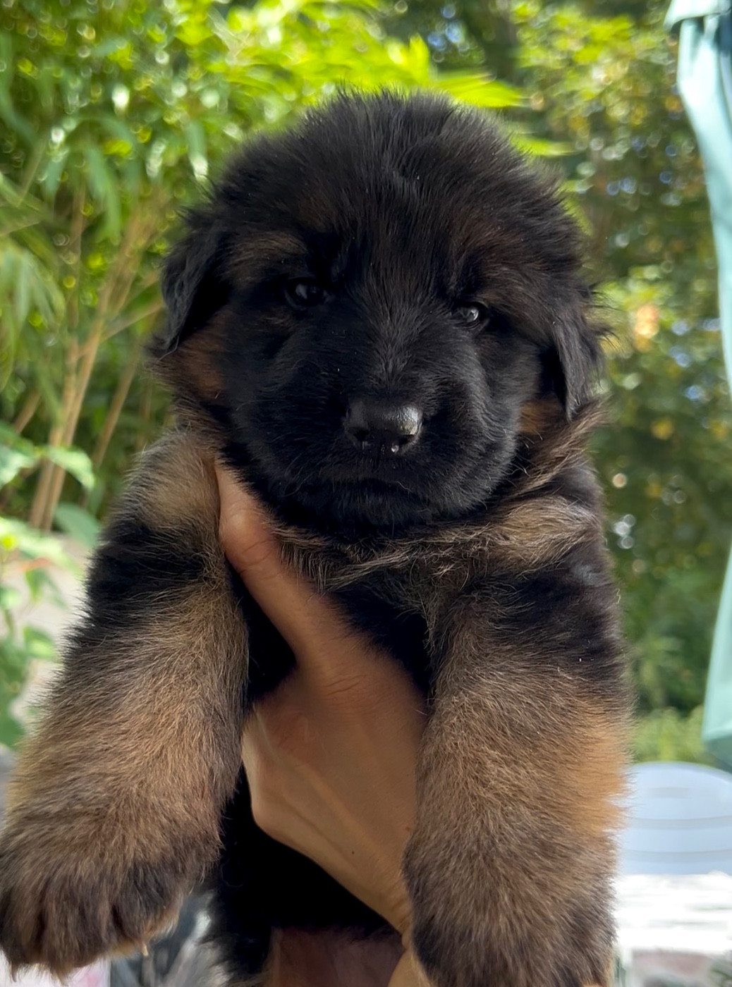 Von Haus Kenzy - Chiots disponibles - Berger Allemand