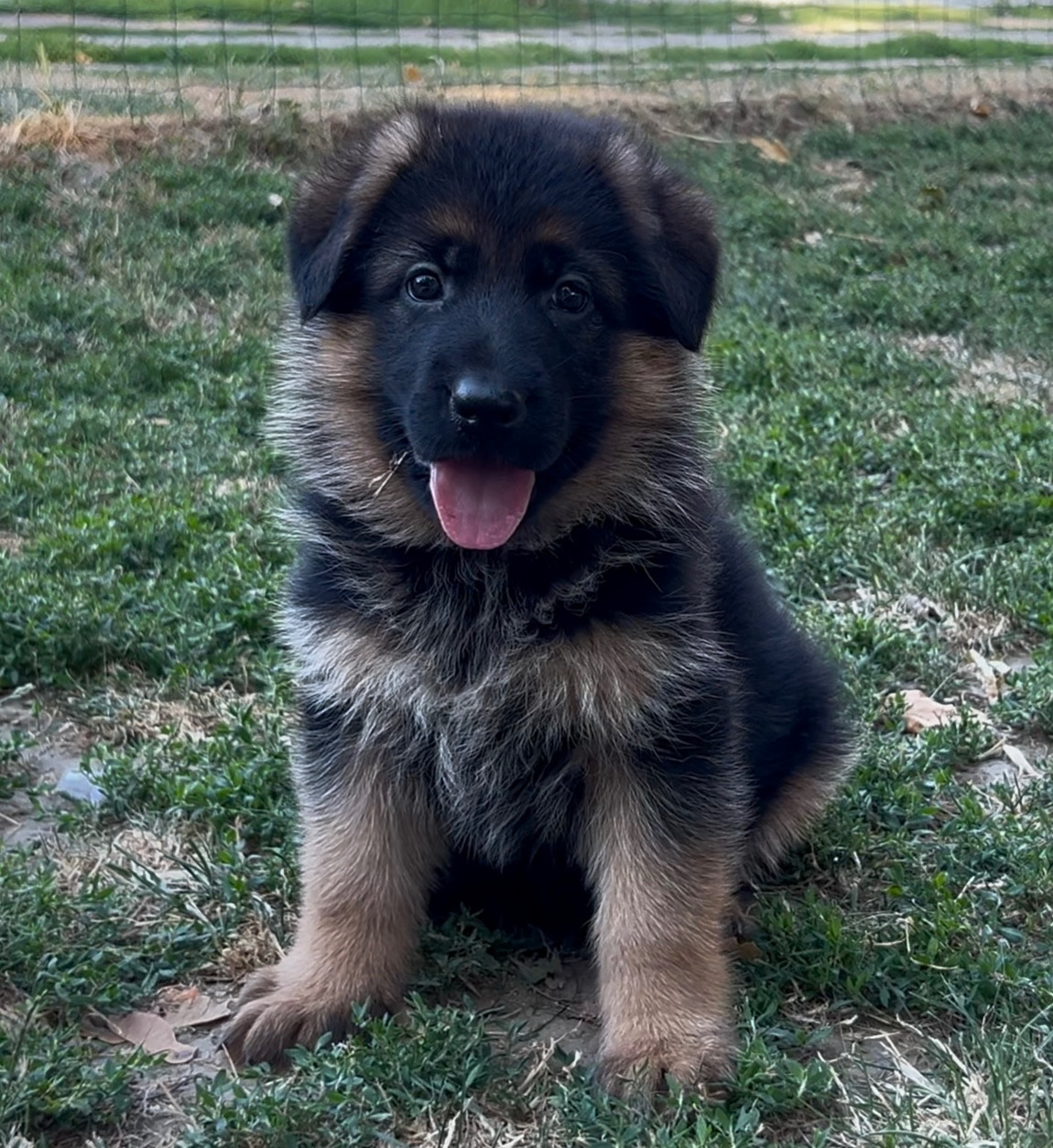 Von Haus Kenzy - Chiots disponibles - Berger Allemand