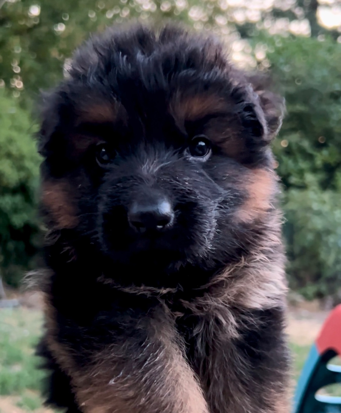 Von Haus Kenzy - Chiots disponibles - Berger Allemand