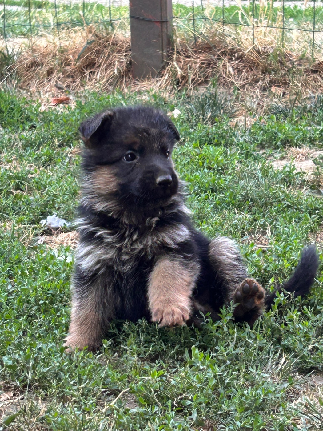 Von Haus Kenzy - Chiots disponibles - Berger Allemand