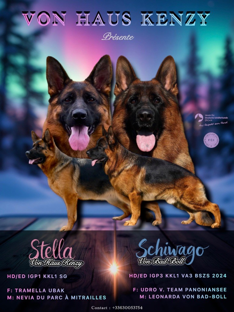 Von Haus Kenzy - Chiots disponibles - Berger Allemand