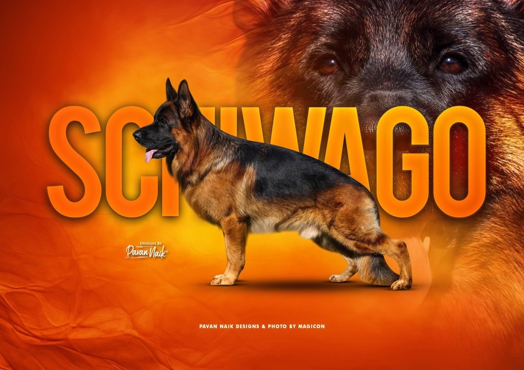 Von Haus Kenzy - Chiots disponibles - Berger Allemand
