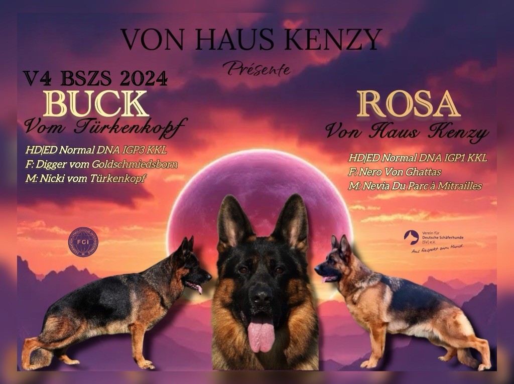Von Haus Kenzy - Berger Allemand - Portée née le 19/06/2025