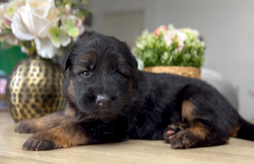 Von Haus Kenzy - Chiots disponibles - Berger Allemand