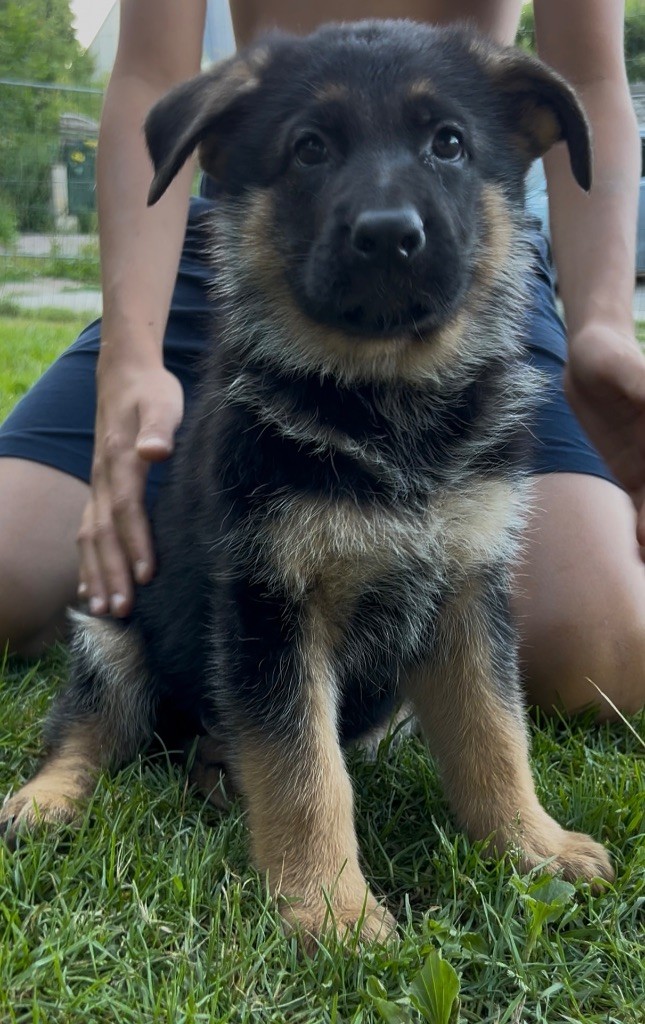 Von Haus Kenzy - Chiots disponibles - Berger Allemand