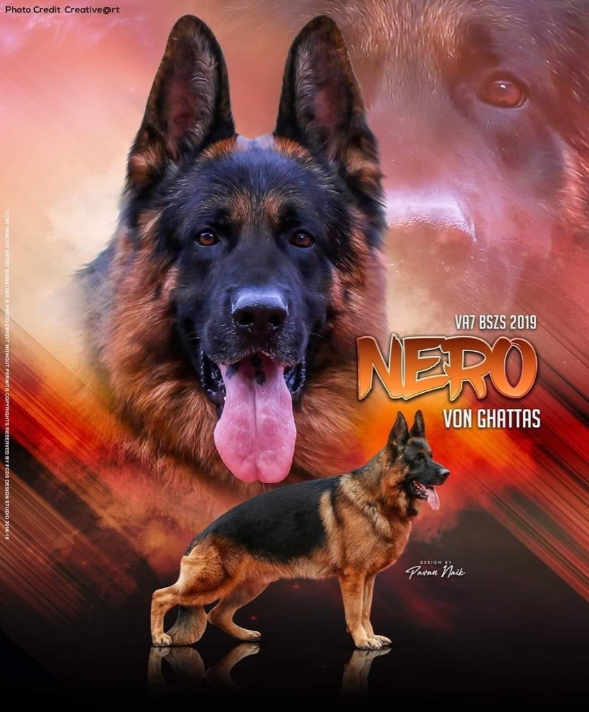 Von Haus Kenzy - Berger Allemand - Portée née le 02/08/2020