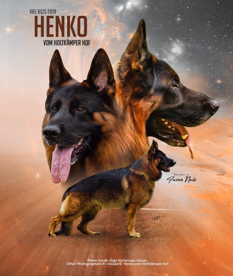 Chiot Berger Allemand Von Haus Kenzy